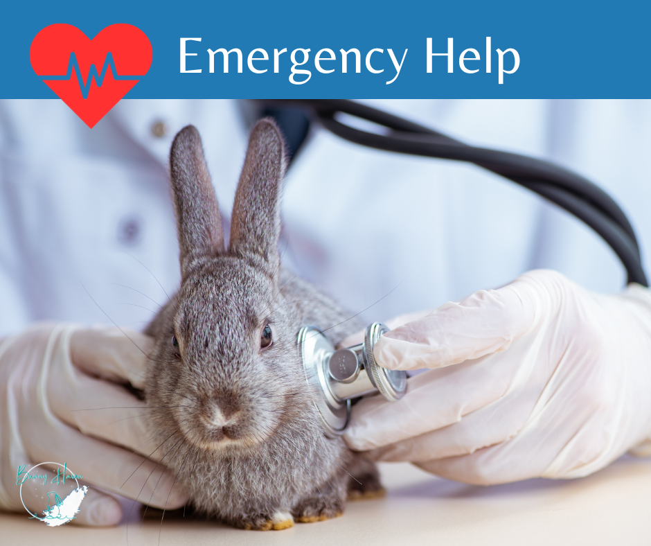 Using A Rabbit Basic Care Guide